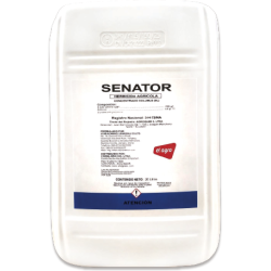 senator